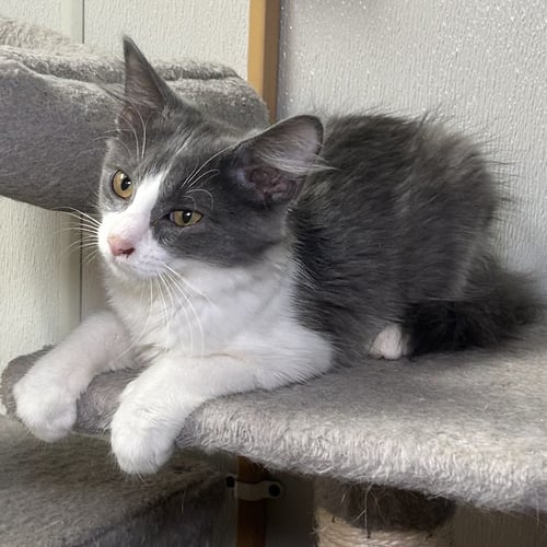 ASHLEY 2026 - Domestic Medium Hair available for adoption