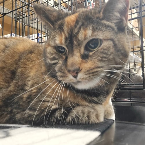 DELILAH - Domestic Long Hair / Tortoiseshell available for adoption