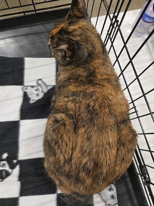 DELILAH - Domestic Long Hair / Tortoiseshell available for adoption