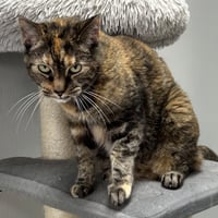 Delilah 2026 - Photo 2