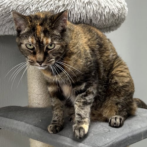 DELILAH 2026 - Torbie / Domestic Short Hair available for adoption