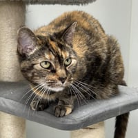 Delilah 2026 - Photo 1