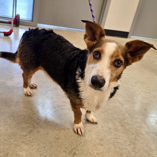 BUDDY 2026 - Corgi for adoption in Cincinnati