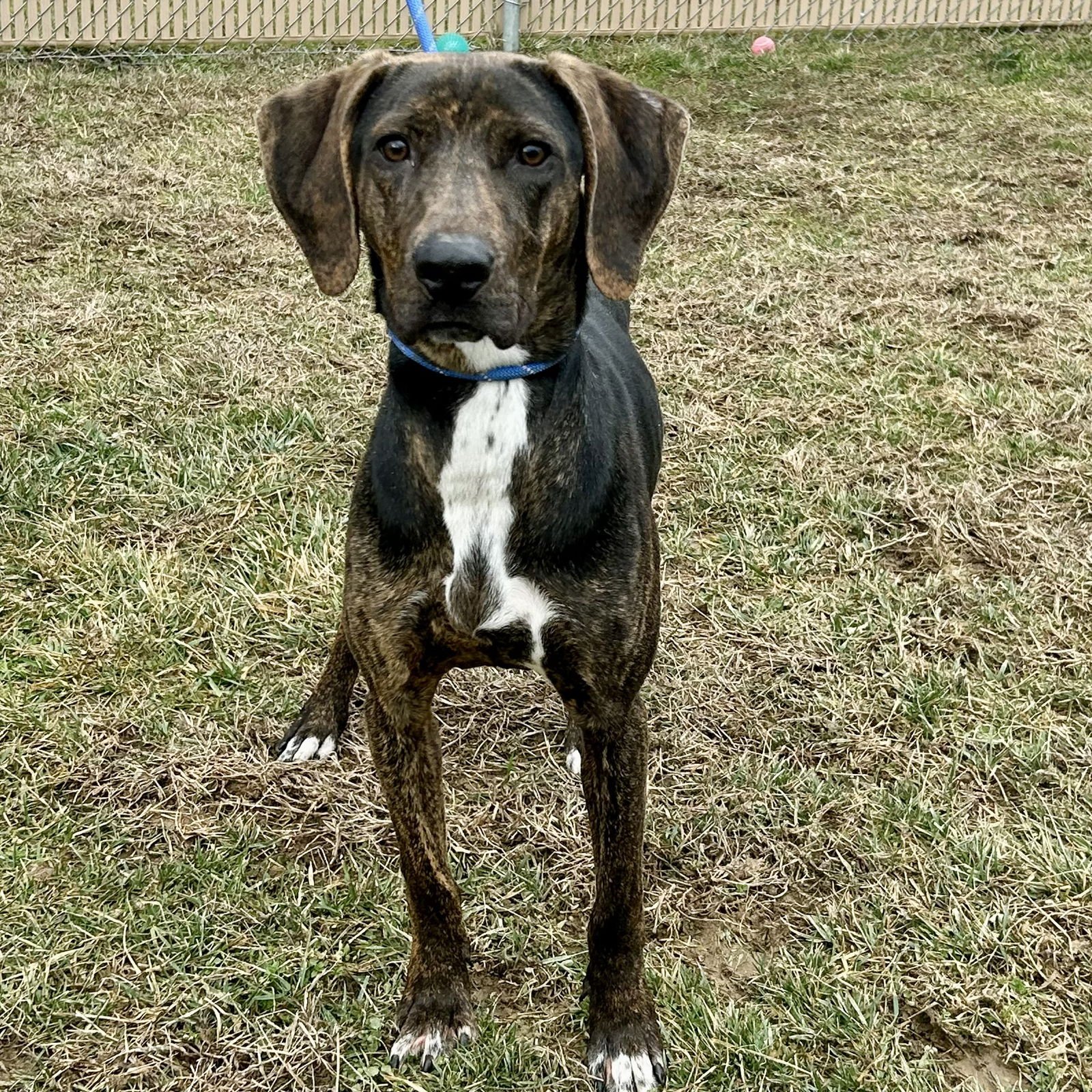 PHILLIP 2026 - Plott Hound / Beagle available for adoption