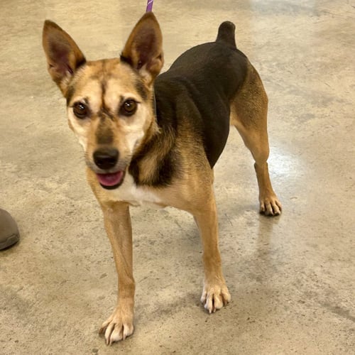 ARTHUR 2026 - Rat Terrier / Beagle available for adoption