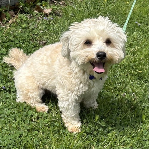 BIGGIE - Maltese / Yorkshire Terrier Yorkie available for adoption