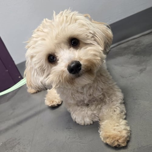 BIGGIE - Maltese / Yorkshire Terrier Yorkie available for adoption