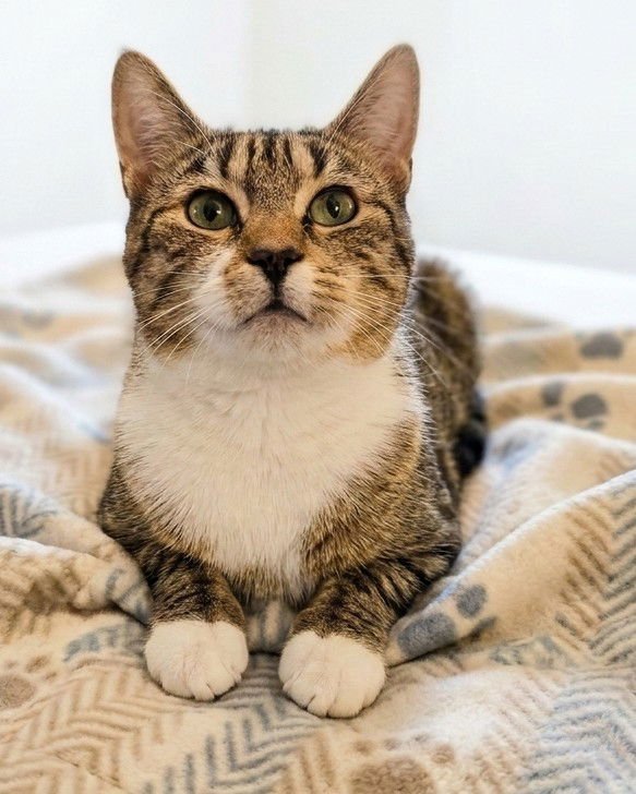 SEPHORA - Domestic Short Hair available for adoption