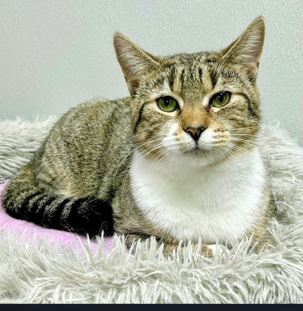 SEPHORA - Domestic Short Hair available for adoption