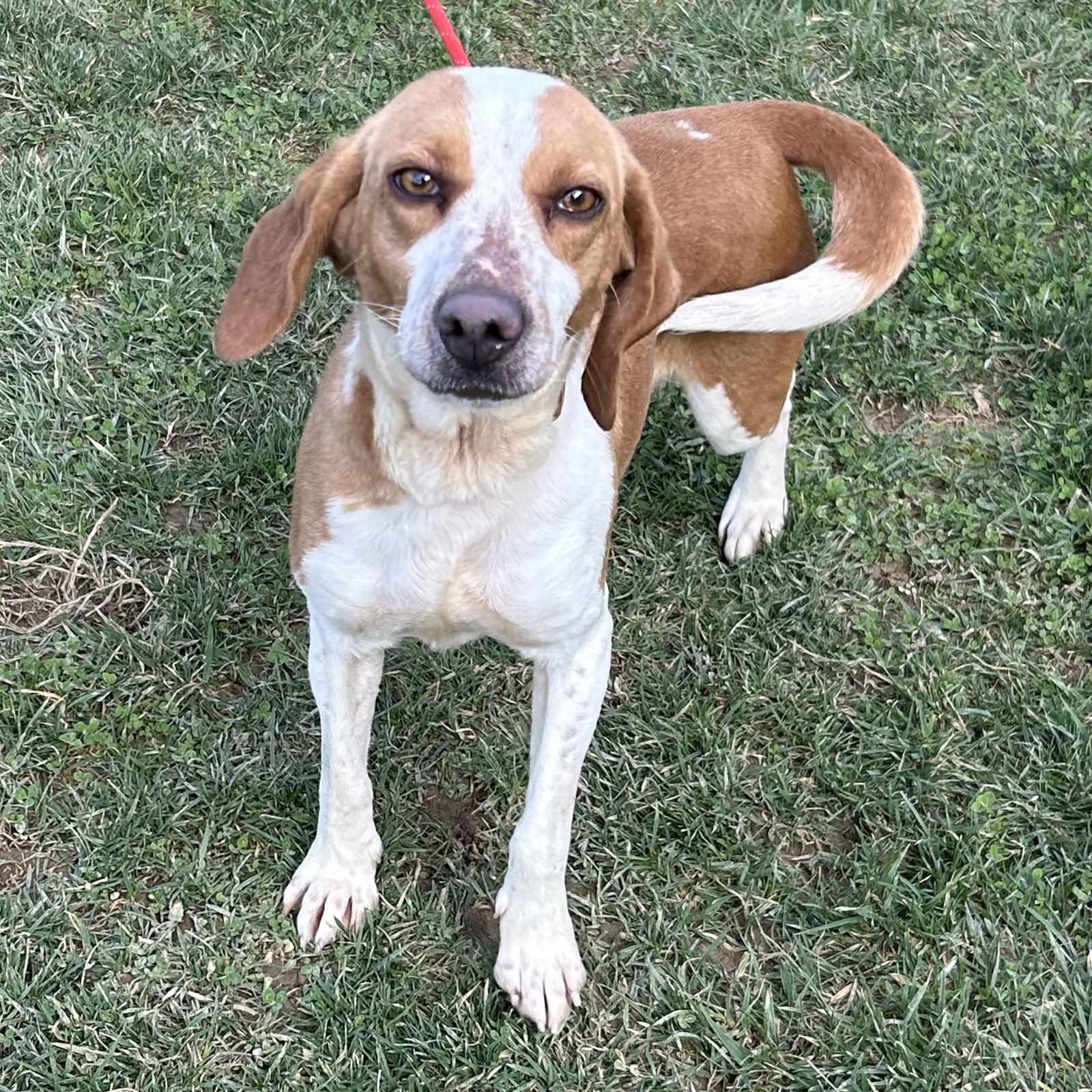 MELANIE - Beagle available for adoption