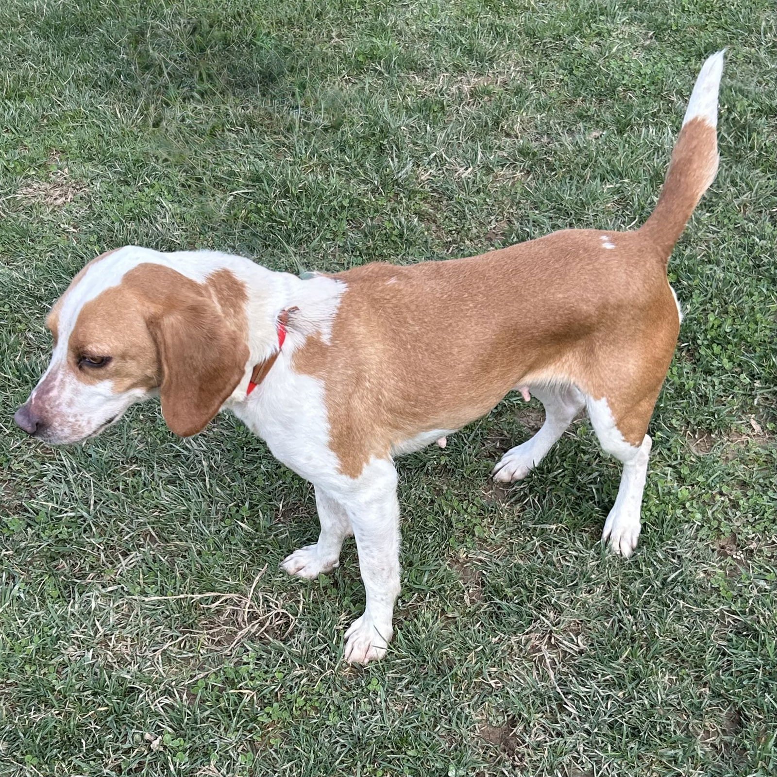 MELANIE - Beagle available for adoption