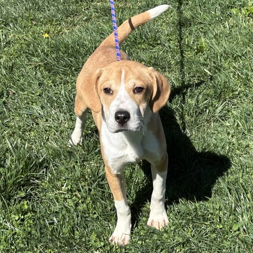 BREW - Beagle / Shar Pei for adoption in Cincinnati