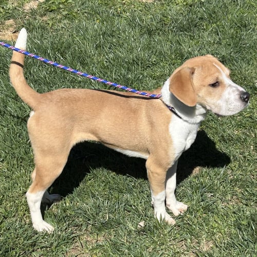 BREW - Beagle / Shar Pei available for adoption