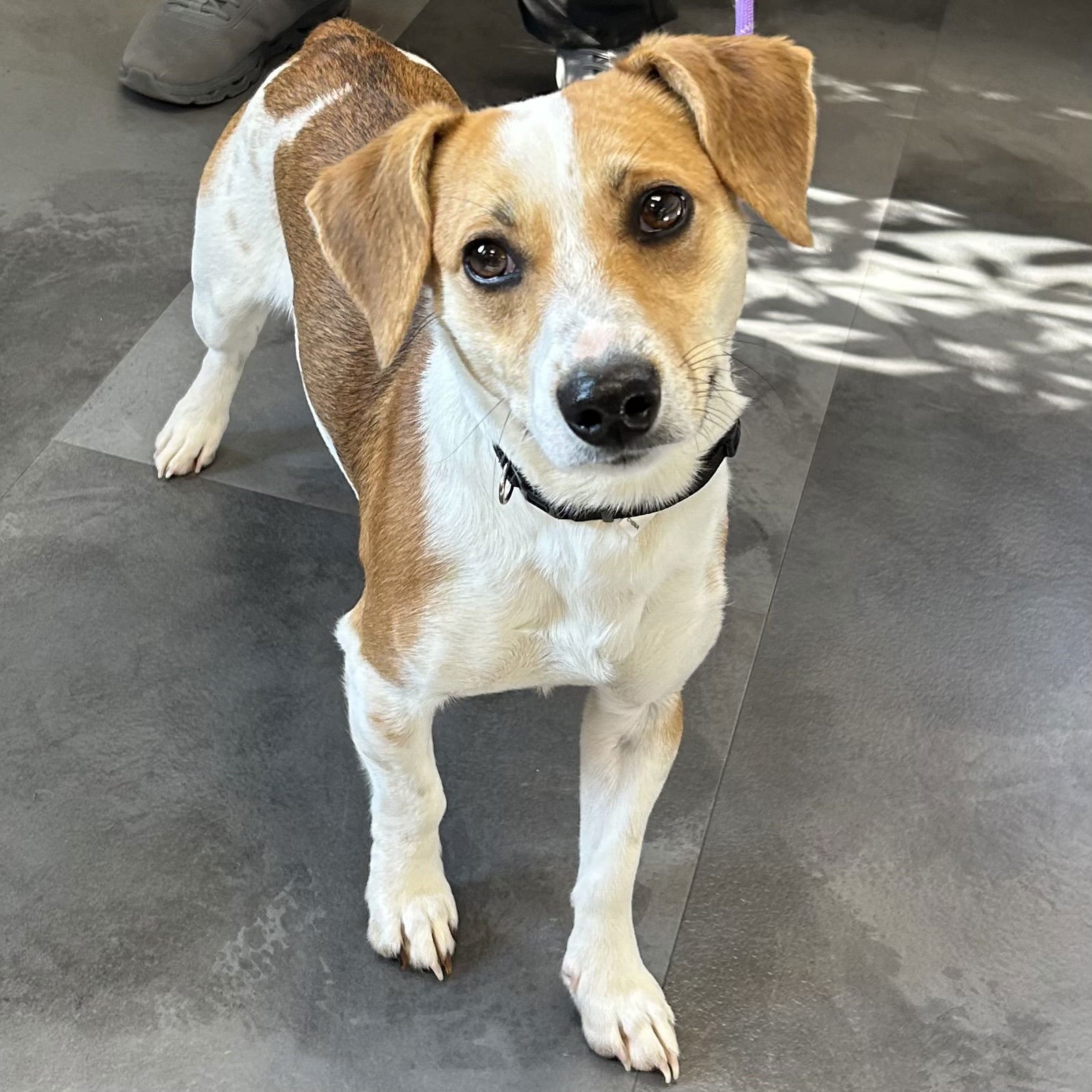 KENNY - Beagle / Jack Russell Terrier available for adoption