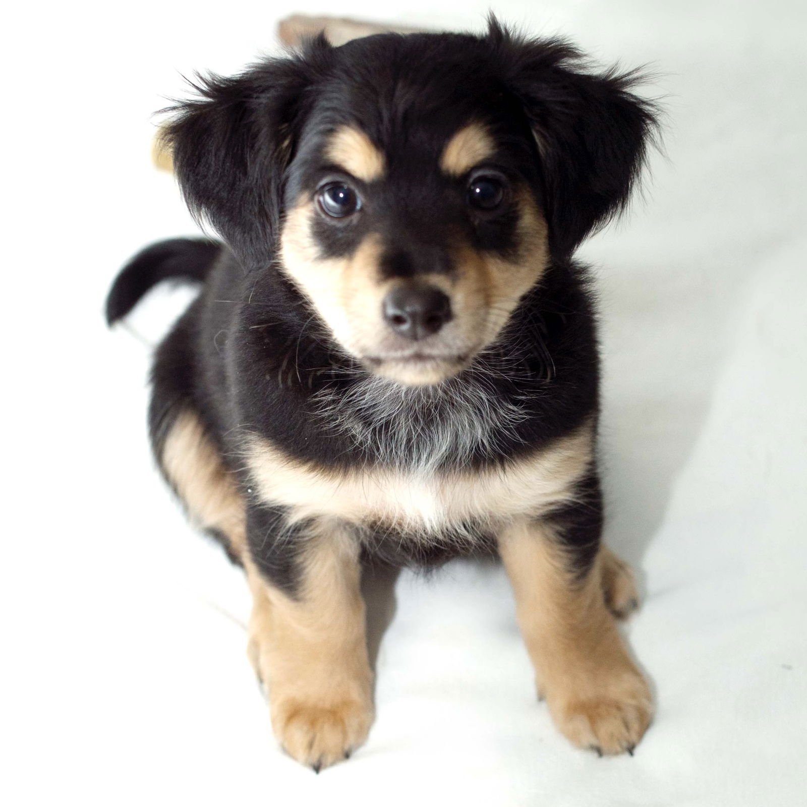 FIGGY PUDDING - SWEET TREATS LITTER - Chihuahua / Dachshund available for adoption