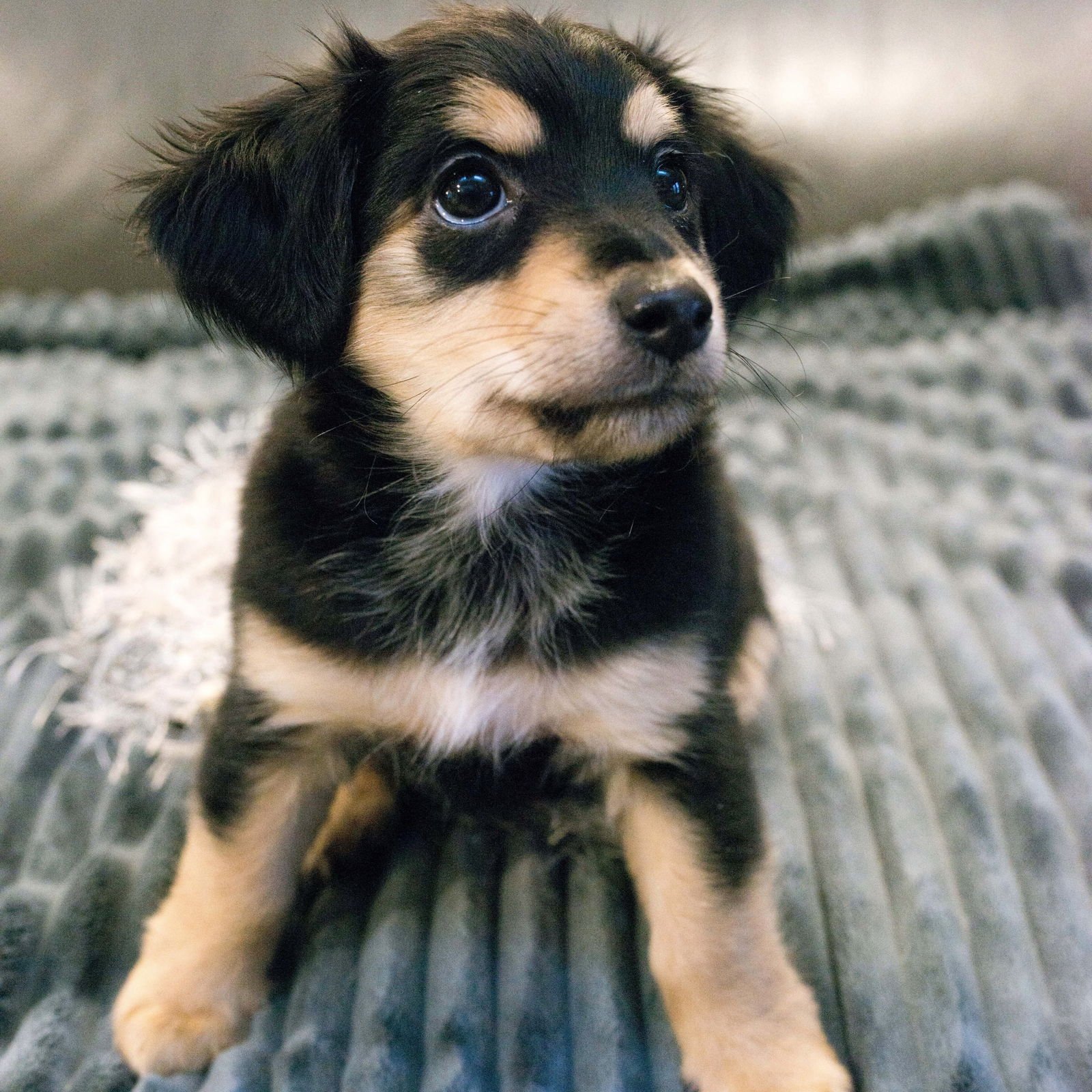 FIGGY PUDDING - SWEET TREATS LITTER - Chihuahua / Dachshund available for adoption
