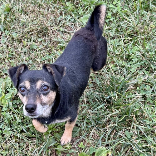 KISMET - Dachshund / Bulldog for adoption in Cincinnati