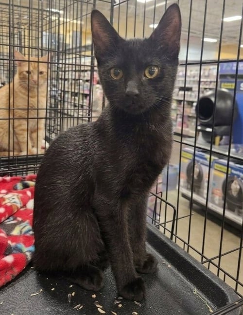 STEALTH - Domestic Short Hair available for adoption
