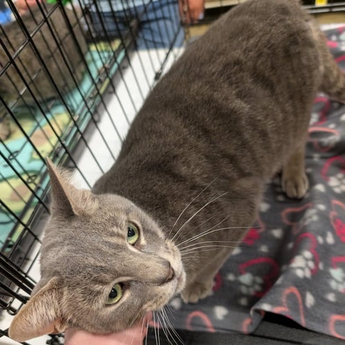 GREY ASH - Domestic Short Hair available for adoption