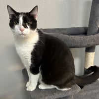 Mr. Buttons - Photo 1