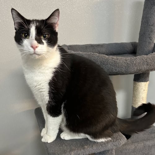 MR. BUTTONS - Domestic Short Hair / Tuxedo available for adoption