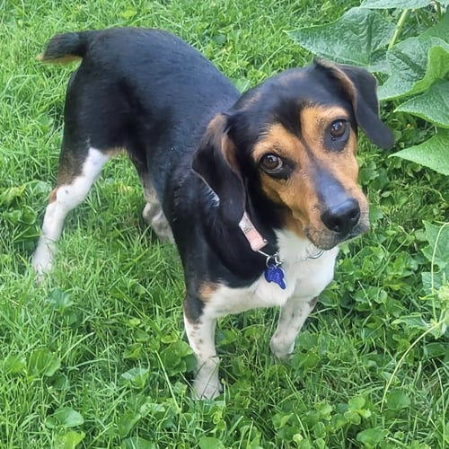 GARY 2026 - Beagle available for adoption