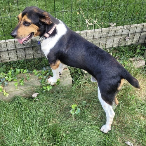 GARY 2026 - Beagle available for adoption