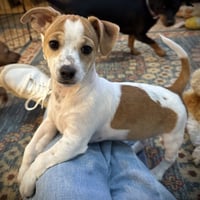 Eclair -Sweet Treats Litter - Photo 1