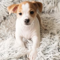 Eclair -Sweet Treats Litter - Photo 2