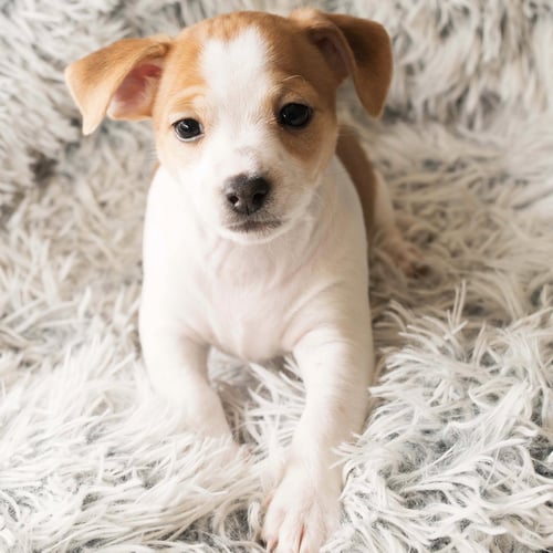 ECLAIR -SWEET TREATS LITTER - Chihuahua / Dachshund available for adoption