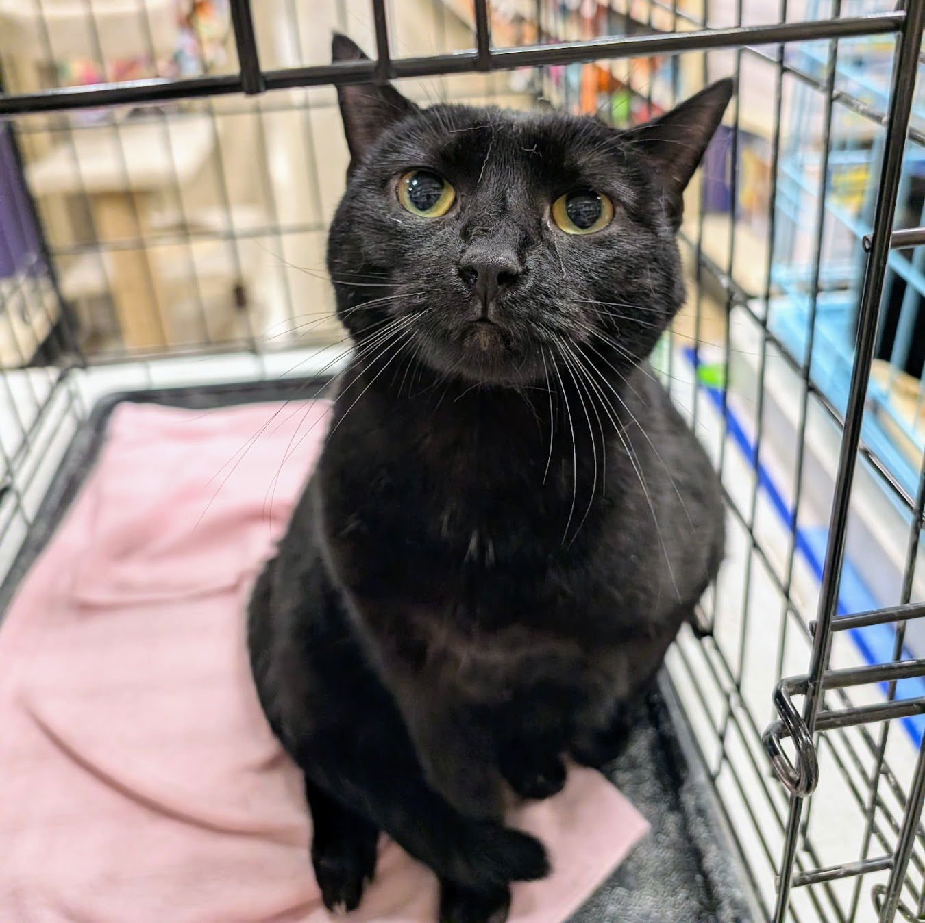 DAISY - Domestic Short Hair available for adoption