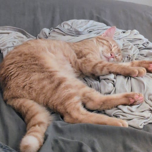 SUNSET - Domestic Short Hair / Tabby available for adoption