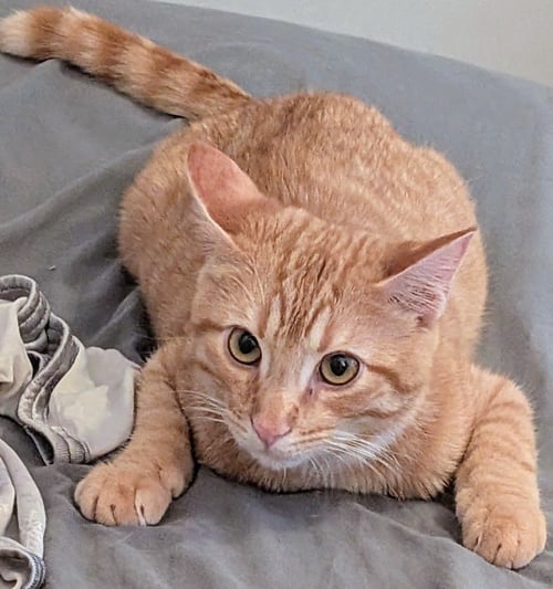 SUNSET - Domestic Short Hair / Tabby available for adoption