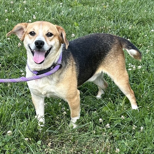 KEATS - Beagle / Pug for adoption in Cincinnati