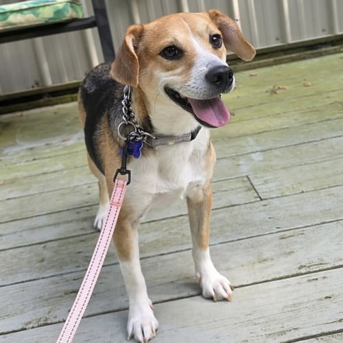 KEATS - Beagle / Jack Russell Terrier available for adoption