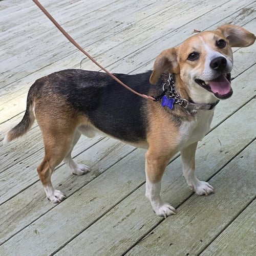 KEATS - Beagle / Jack Russell Terrier for adoption in Cincinnati
