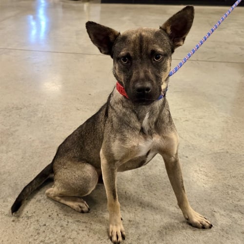 NACHO 2026 - Feist / Chihuahua for adoption in Cincinnati