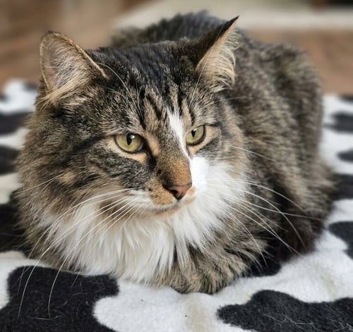 BRAVO - Domestic Long Hair available for adoption