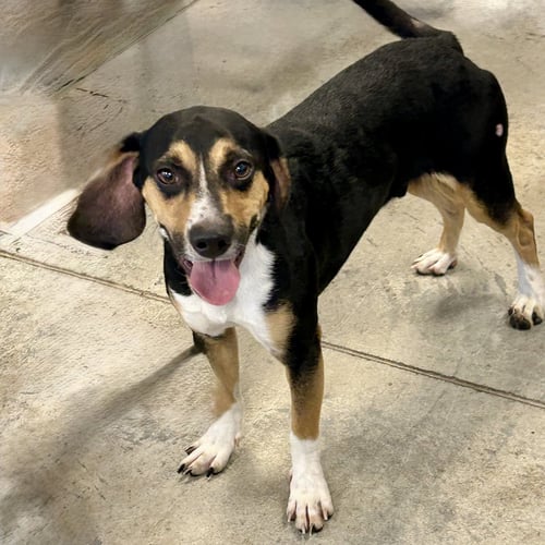 RUGER 2026 - Beagle available for adoption