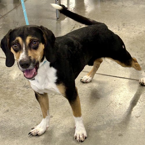 RUGER 2026 - Beagle for adoption in Cincinnati