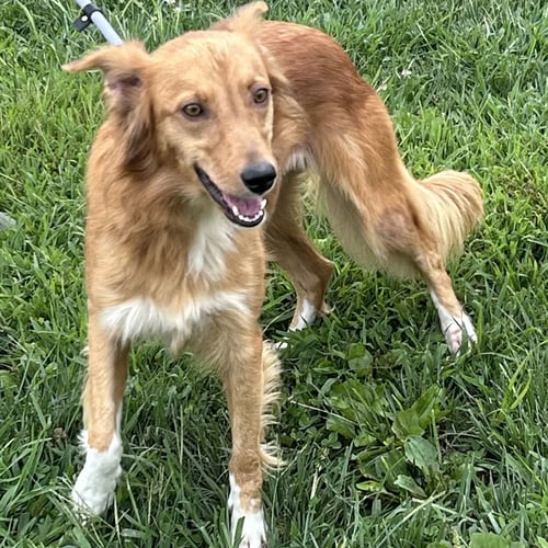 KELE - Golden Retriever / Shetland Sheepdog Sheltie available for adoption