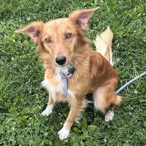 KELE - Golden Retriever / Shetland Sheepdog Sheltie available for adoption
