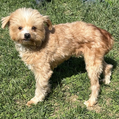 MILES 2026 - Poodle (unknown type) / Maltese available for adoption