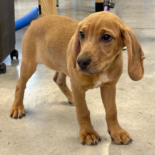 DIDI 2026 - Redbone Coonhound / Beagle available for adoption