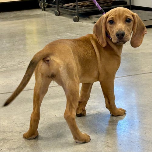 DIDI 2026 - Redbone Coonhound / Beagle for adoption in Cincinnati