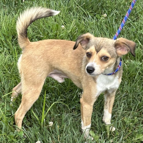 BISHOP 2026 - Chihuahua / Terrier for adoption in Cincinnati