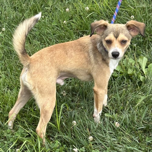 BISHOP 2026 - Chihuahua / Terrier available for adoption