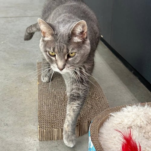 GRACIE 2026 - Tabby / Domestic Short Hair available for adoption