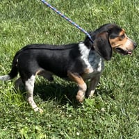 Deacon 2026 - Photo 2