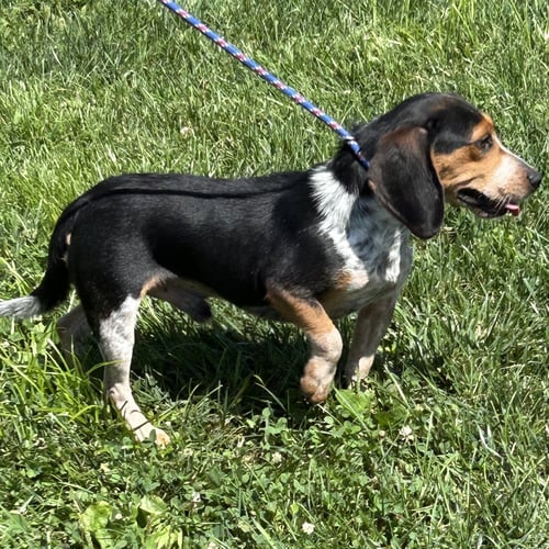 DEACON 2026 - Beagle available for adoption